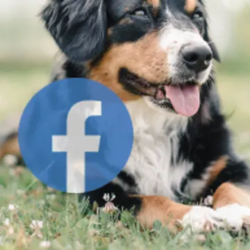 Facebook Image click to link to their Facebook Page.  It's a black shaggy dog on a grassy field at a park.